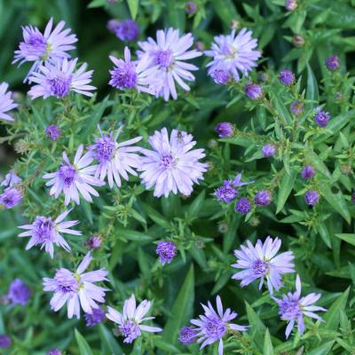 Aster (D) 'Mittelmeer'