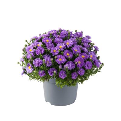 Aster dumosus 'Alpha Dark Purple'