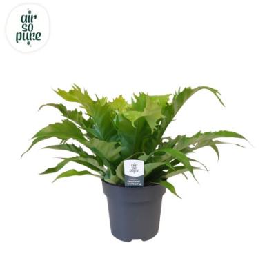 Asplenium 'Gioia' - Air So Pure