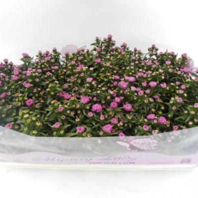 Aster 'Mystery Lady'  in kleuren