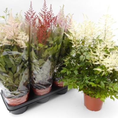 Astilbe in kleuren 