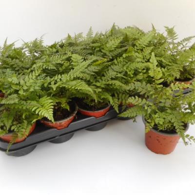 Athyrium filix-femina 'Cristatum'