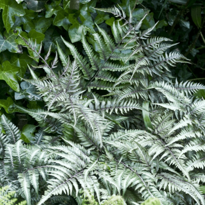 Athyrium niponicum 'Metallicum'