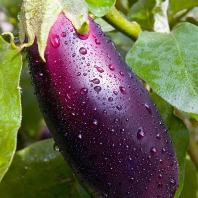 Aubergine 'Violette'