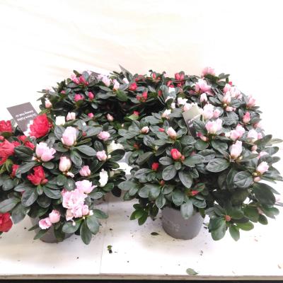 Azalea Carnaval