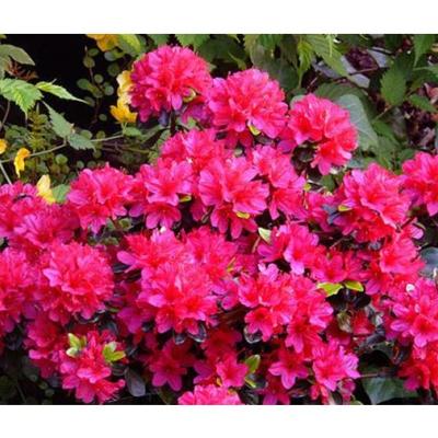 Azalea (J) 'Hino Crimson'