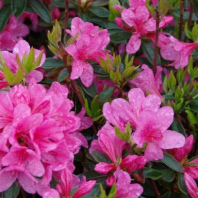 Azalea (J) 'Madame van Hecke'