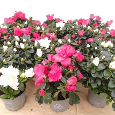Azalea japonica 'Flandresse'