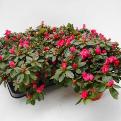 Azalea japonica  voor binnen/intérieur