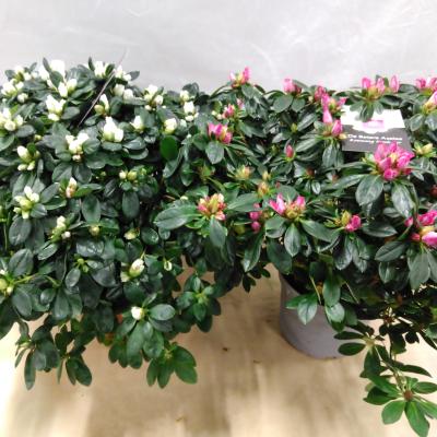 Azalea japonica XL Blanc / Roze
