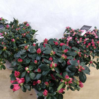 AZALEA jap. Roze/rood