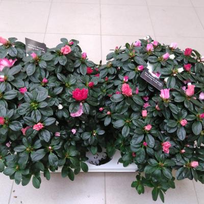 Azalea Carnaval XXL