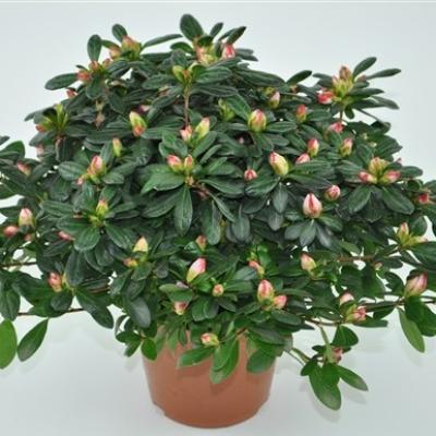 Azalea Linde De Lo