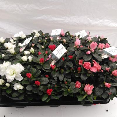 Azalea japonica mix  dia 30-32