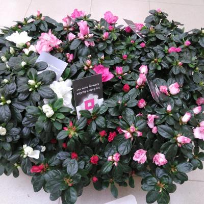 Azalea japonica Mix