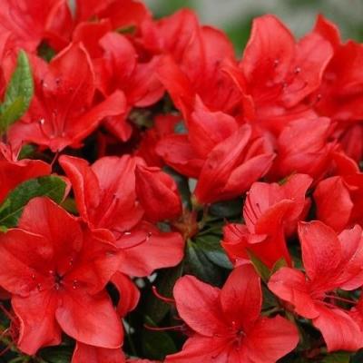 Azalea (J) 'Moederkensdag'