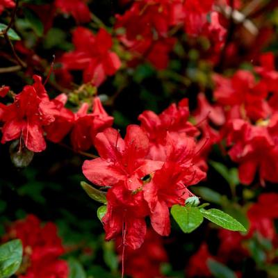 Azalea (J) 'Stewartstonian'