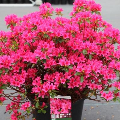 Azalea (J) 'Toreadore'