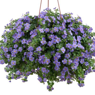 Bacopa / Sutera  'Great Blue'   blauw - bleu 