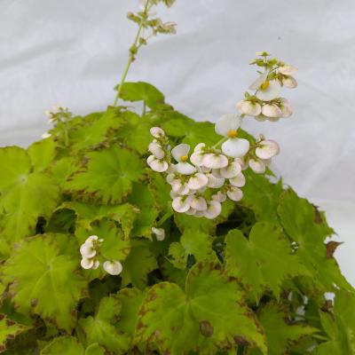 Begonia BD 'Beleaf Lima Love'
