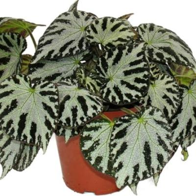 Begonia Silver Jewell