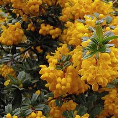 Berberis darwinii