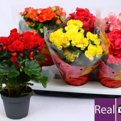 Begonia elat. mix 