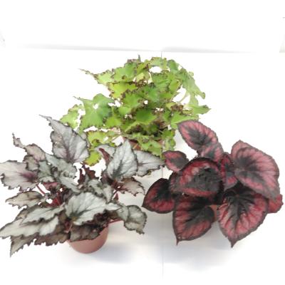 Begonia BD 'Beleaf'  mix