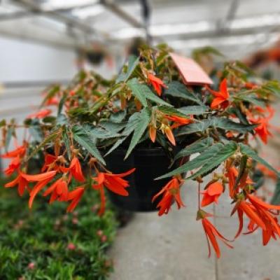 Begonia bol. 'Bonfire'