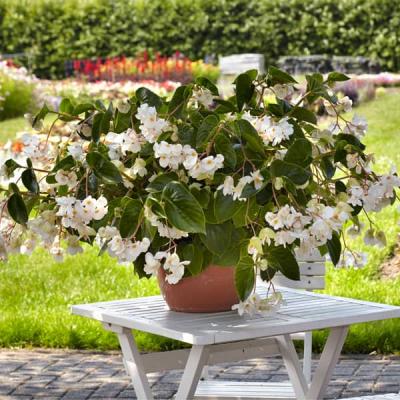 Begonia 'Dragon Wing White'   wit-blanc
