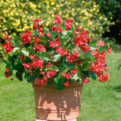 Begonia 'Dragon Wing Red'   Rood - rouge