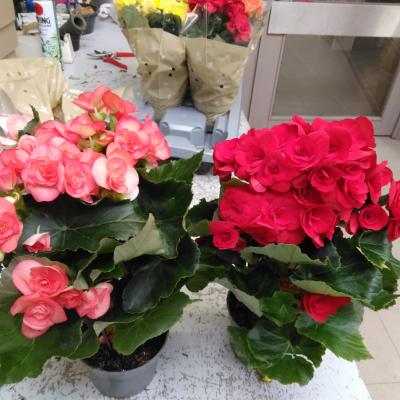 Begonia elatatior in kleuren