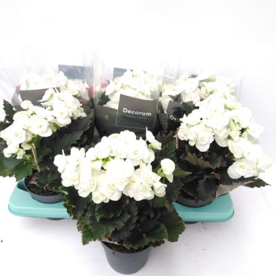 Begonia Joy White