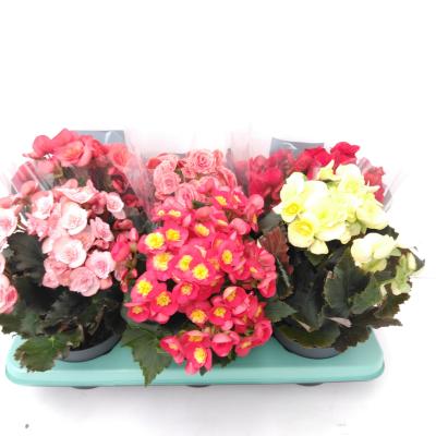 Begonia Mix Exclusief