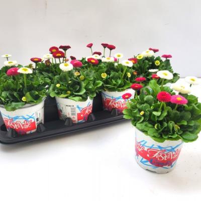 Bellis mix - Color Festival