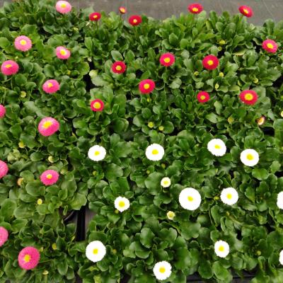 Bellis perennis  P9 cm