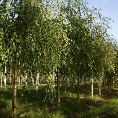 Betula pendula 'Youngii'