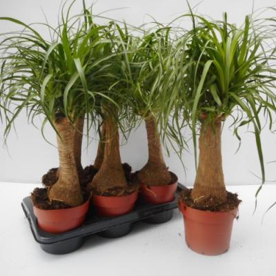 Beaucarnea recurvata  rechte stam
