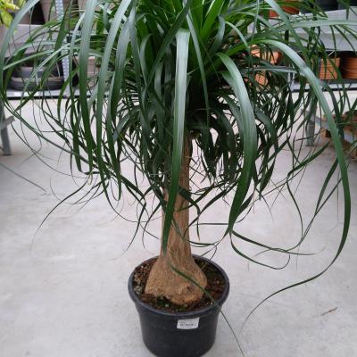 Beaucarnea recurvata rechte stam