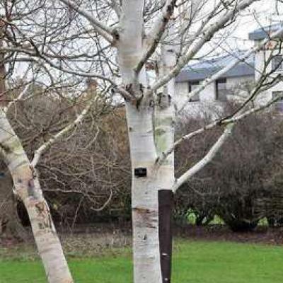 Betula utilis 'Doorenbos'  meerstammig 