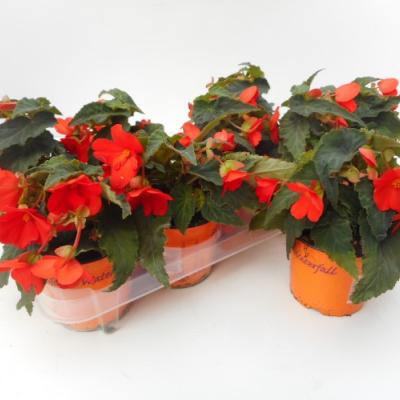Begonia 'Waterfall'  ton sur ton
