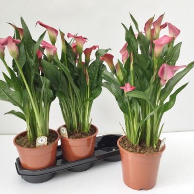 Forever&Ever® Calla mix