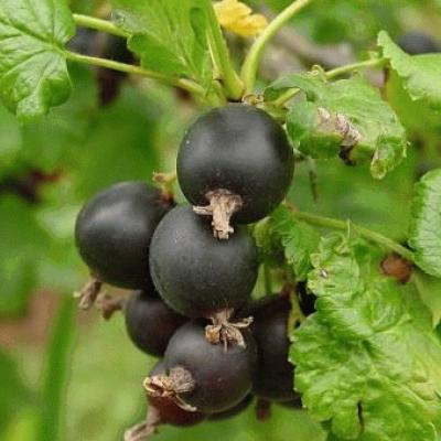 Ribes nigrum