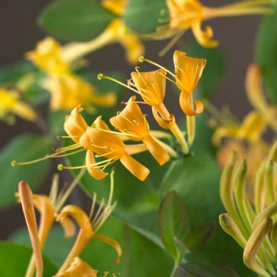 Lonicera 'Mandarin' PBR