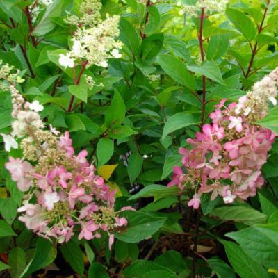 Hydrangea pan. 'Pinky Winky'®