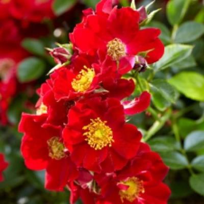 Rosa 'Bijenweelde'® Red