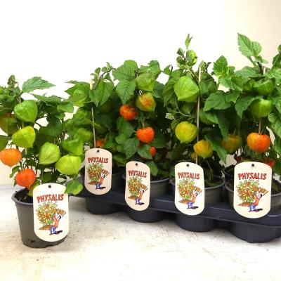 Physalis alkekengi