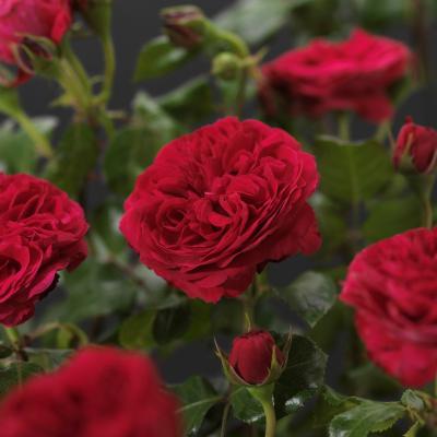 Rosa 'Red Leonardo da Vinci'®