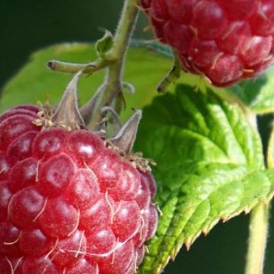 Rubus idaeus 'Glen Ample'