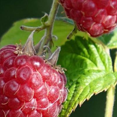 Rubus idaeus 'Glen Ample'